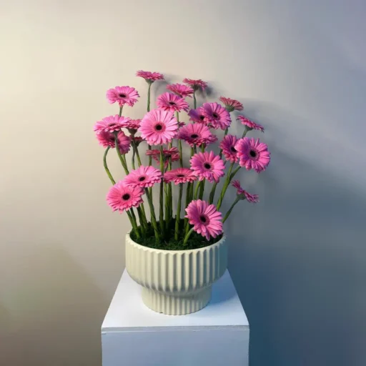 Pink Radiance