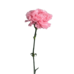 Design : Blush Heart Flower
